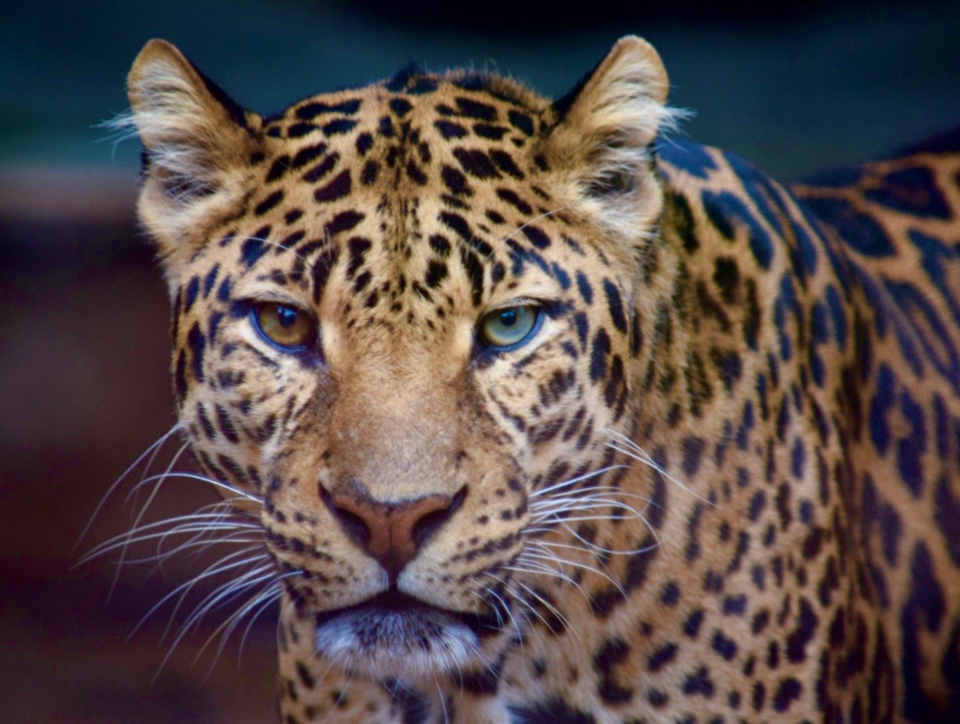 leopard with different colored eyes