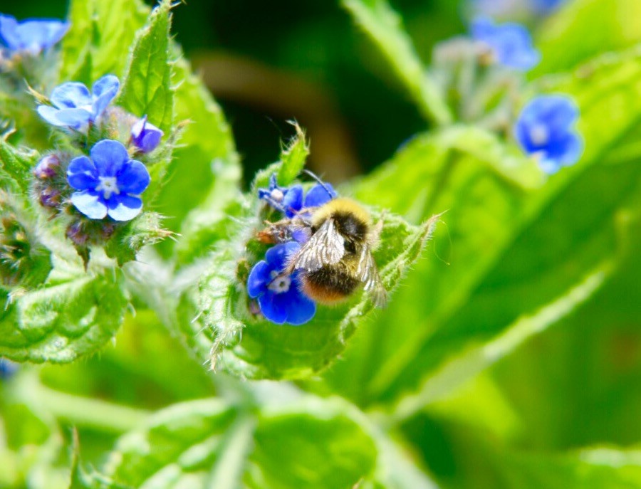 bee on flower