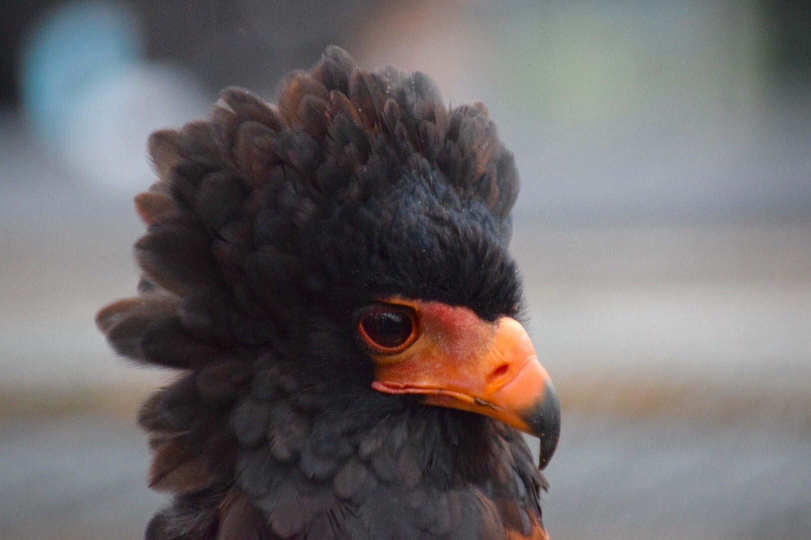 bird
