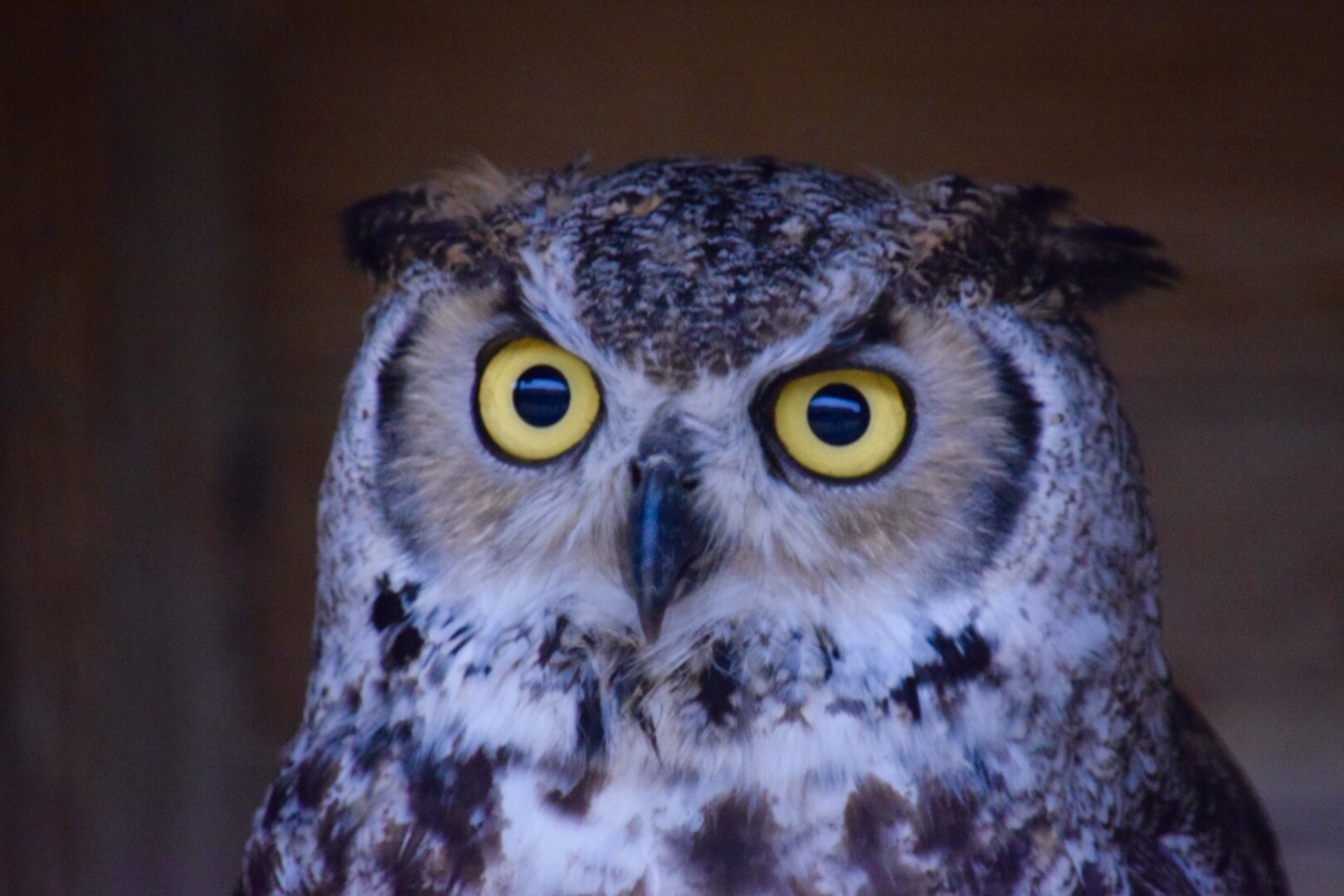 owl