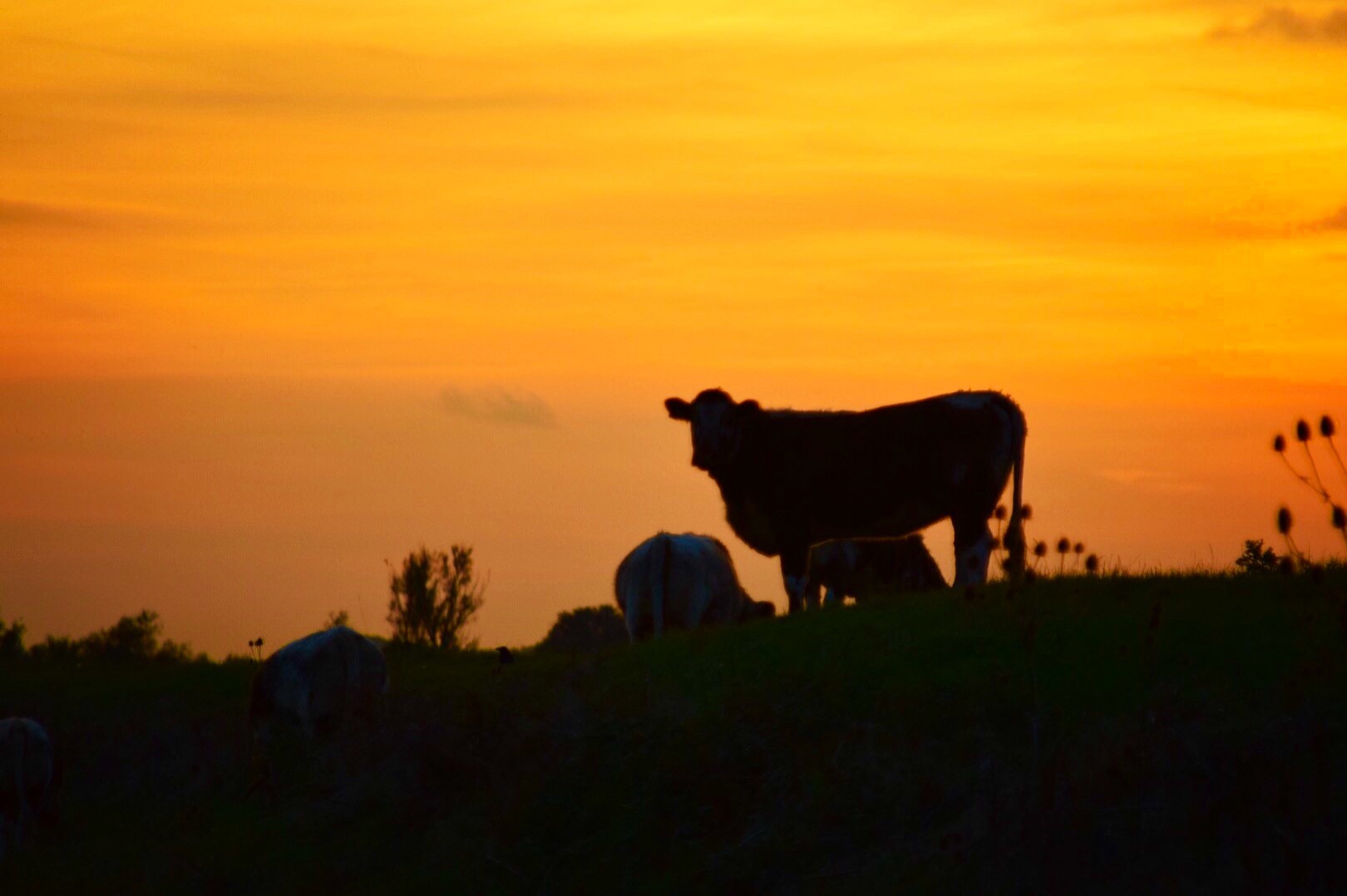 cow at sunset