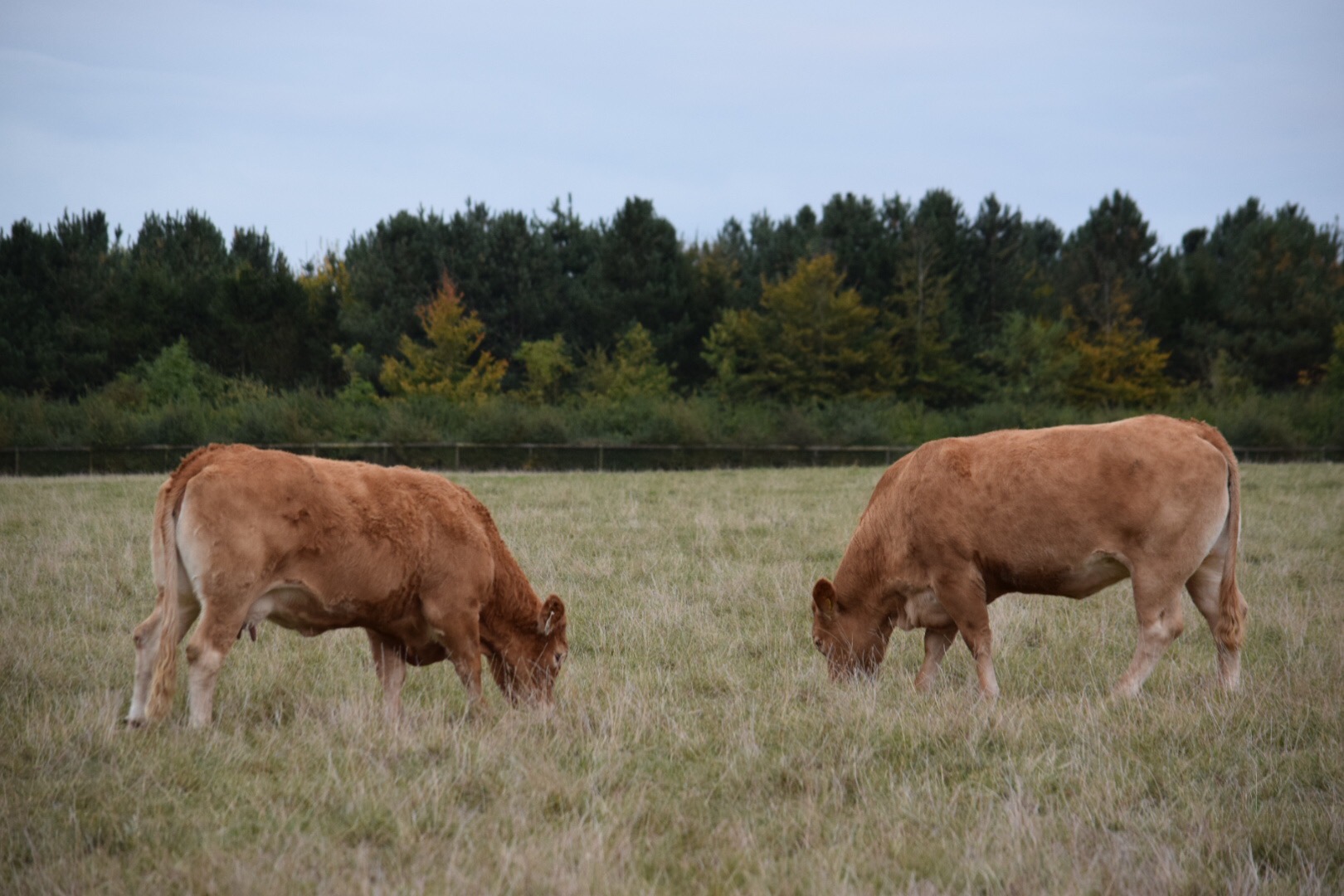cows eating