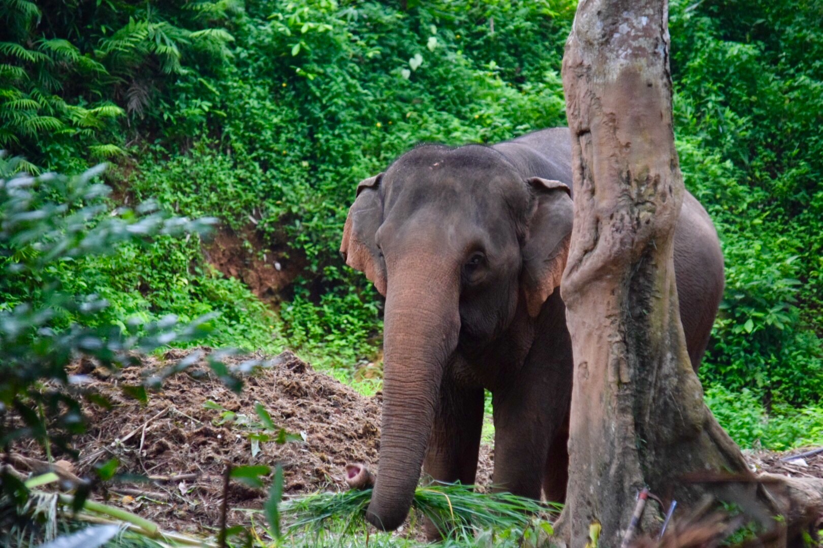 elephant behind tree