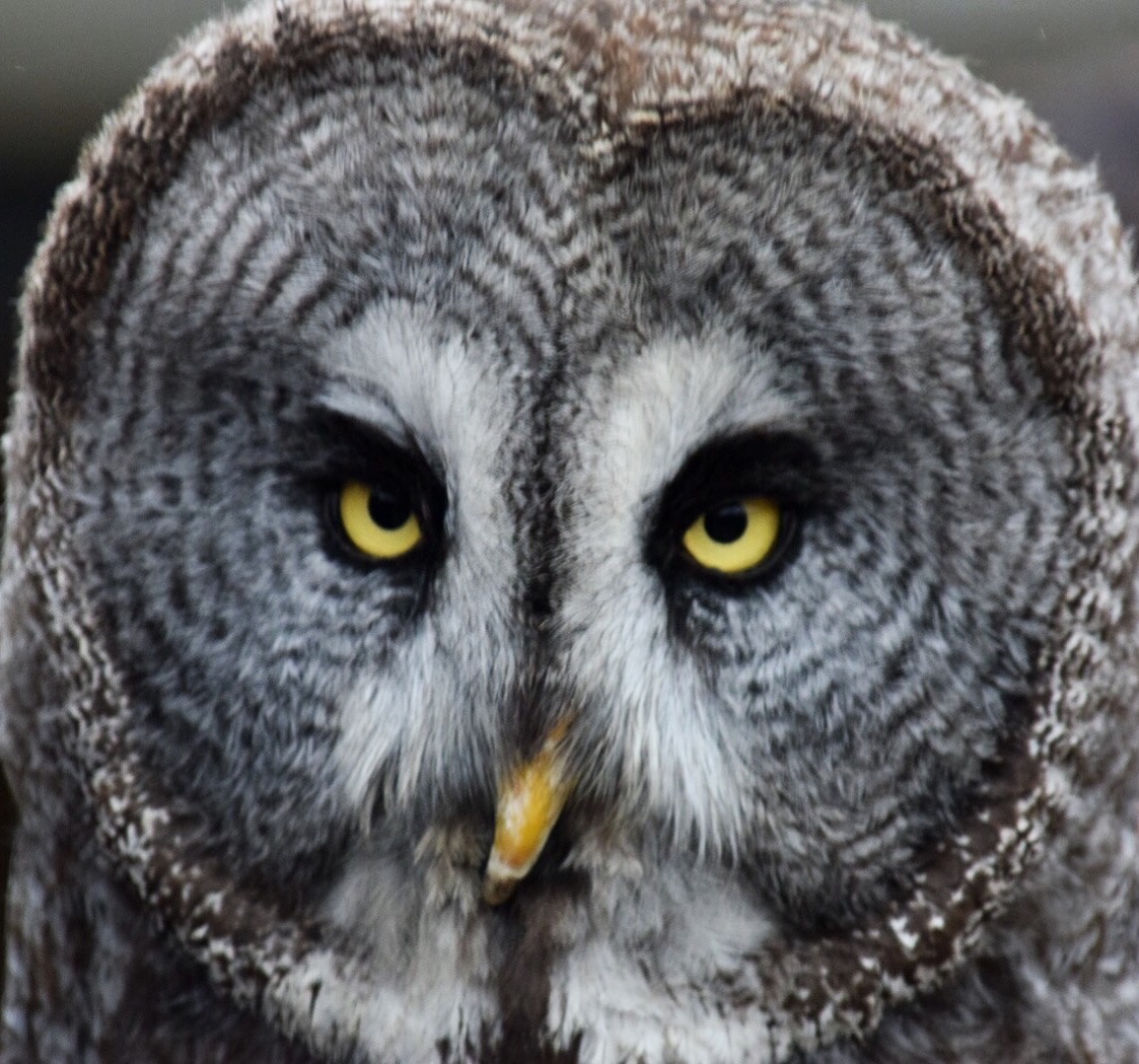 fluffy owl