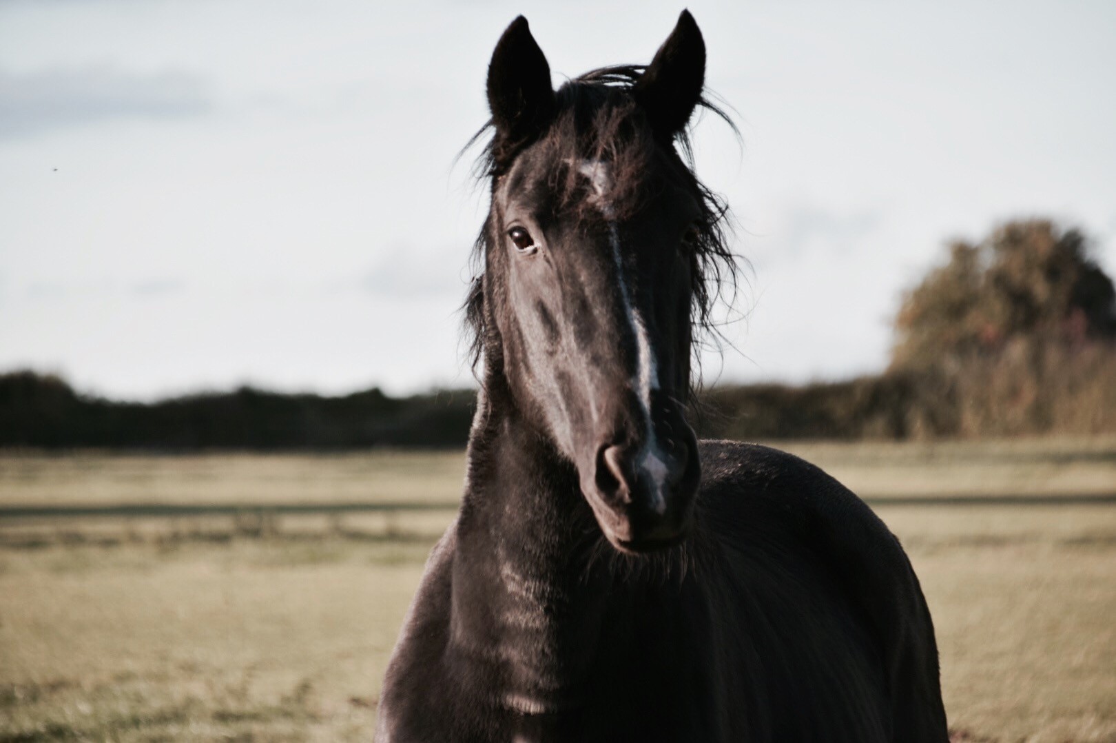 horse