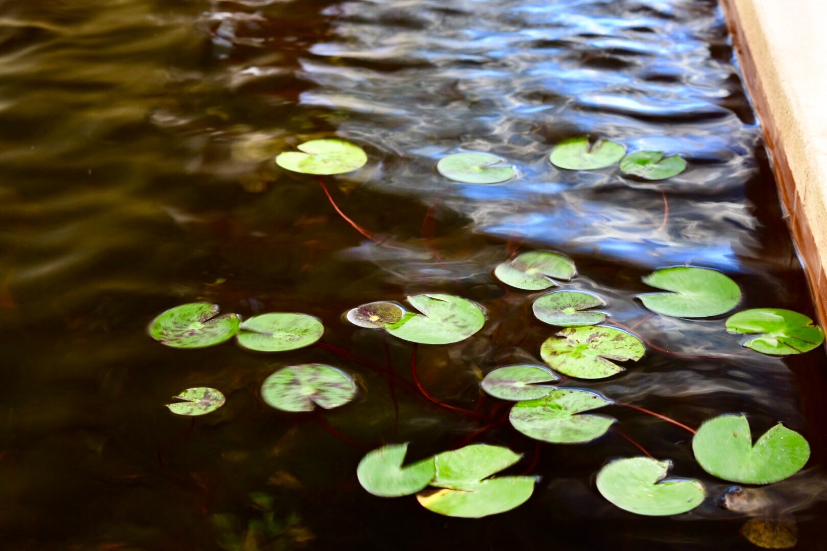 lillypads