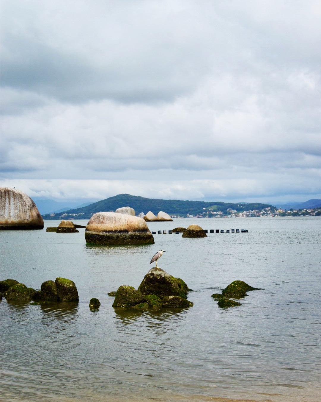 bird on rock