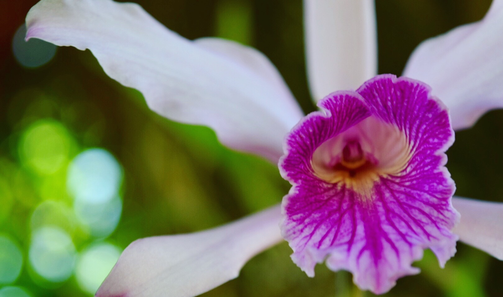 Orchid