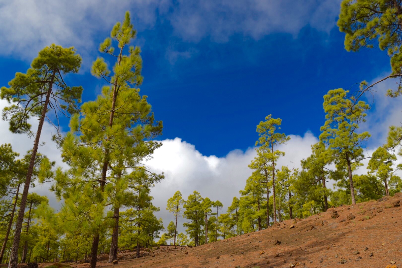 tenerife trees