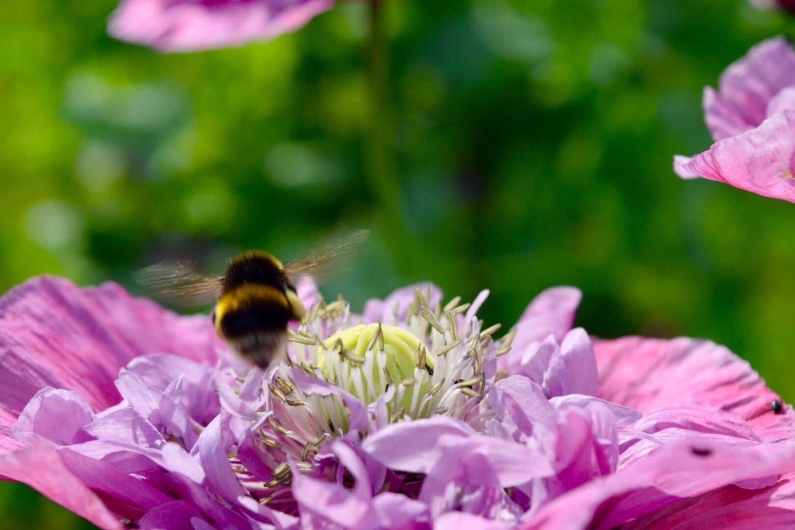 bee on flower