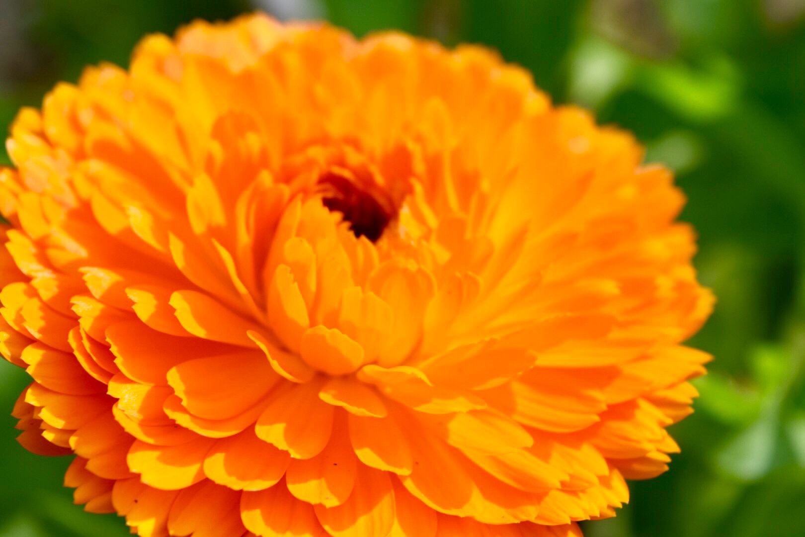 orange flower