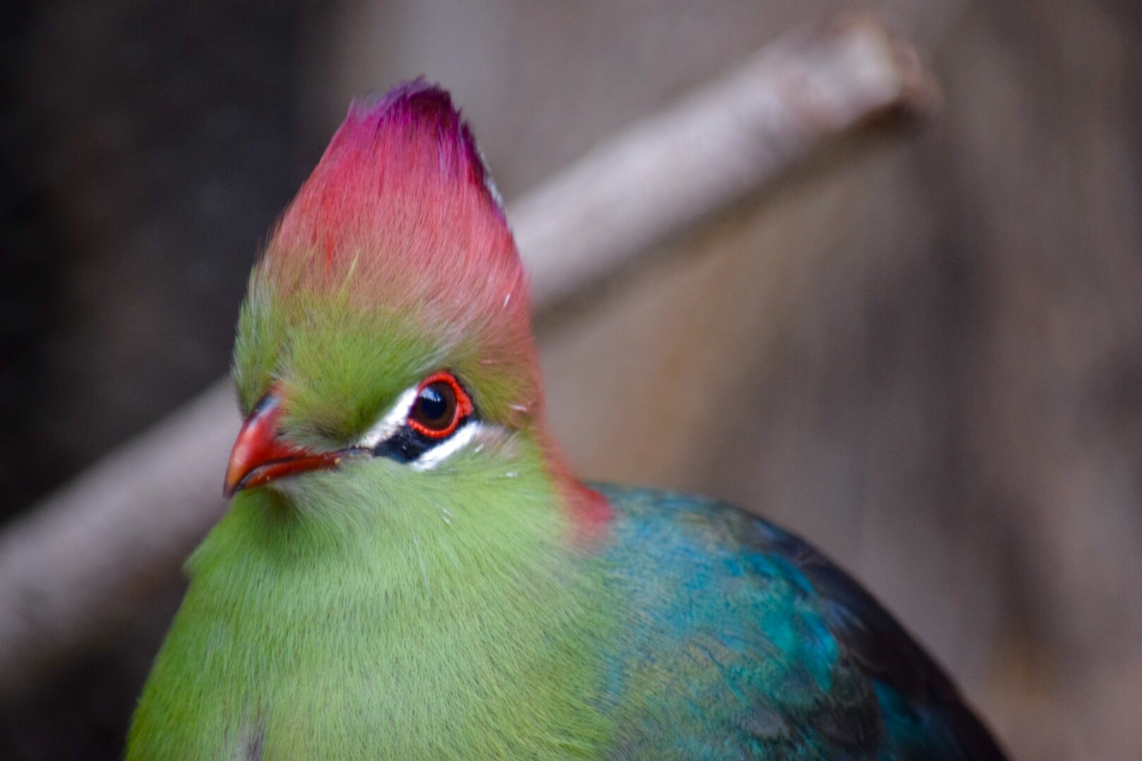 funny bird