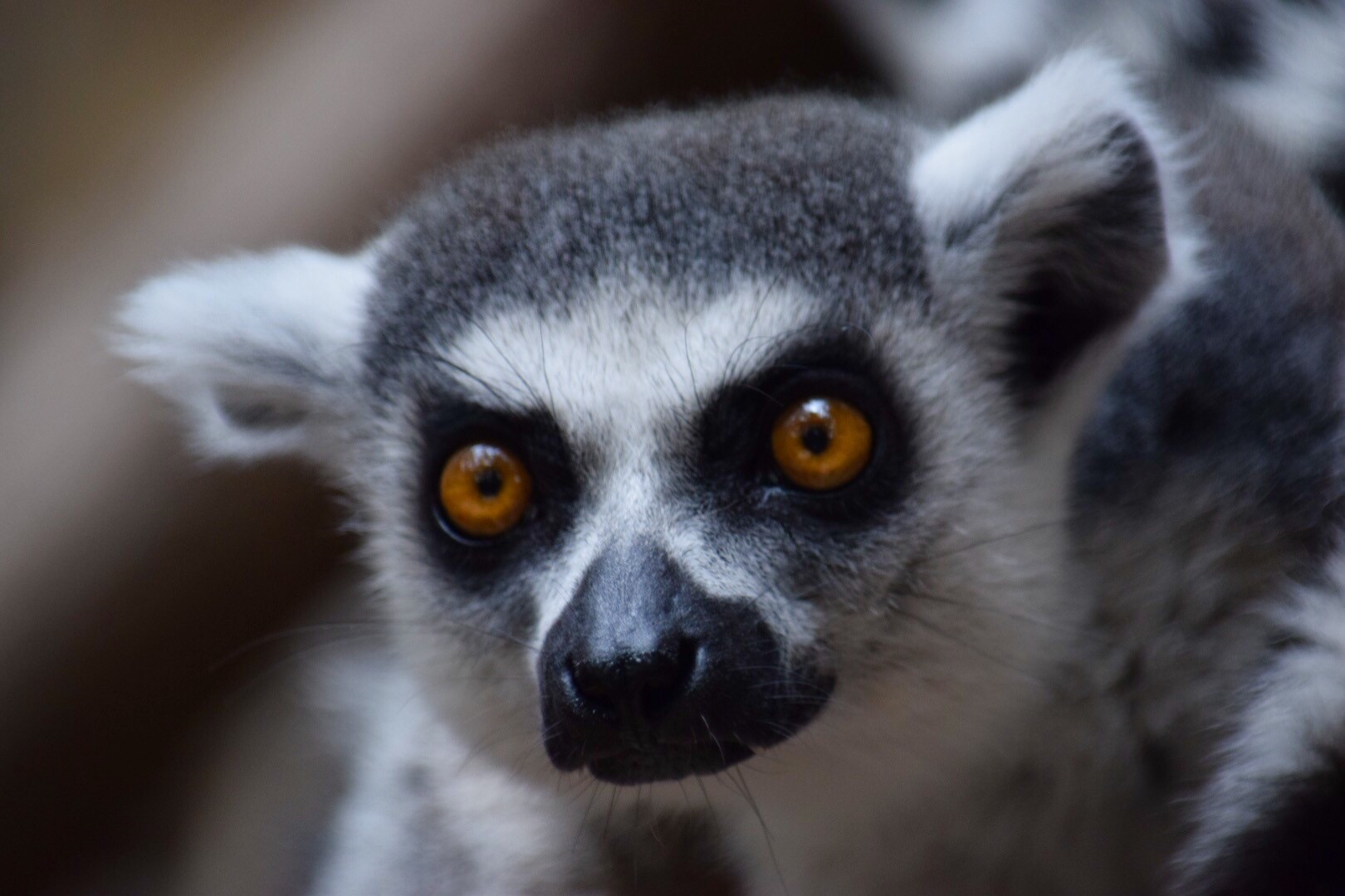 lemur