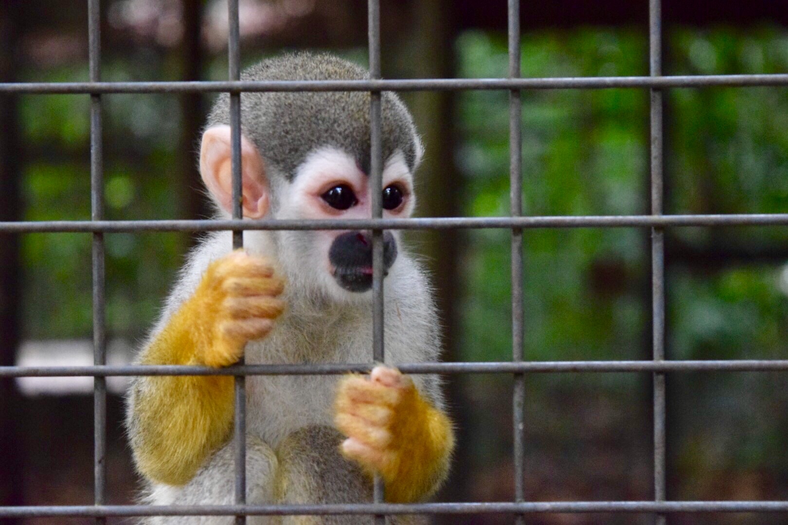 monkey behind bars