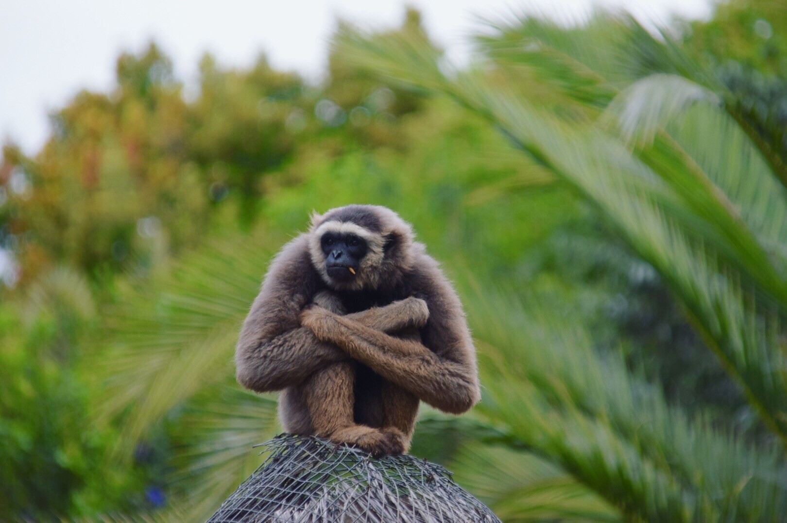 monkey with crossed arms