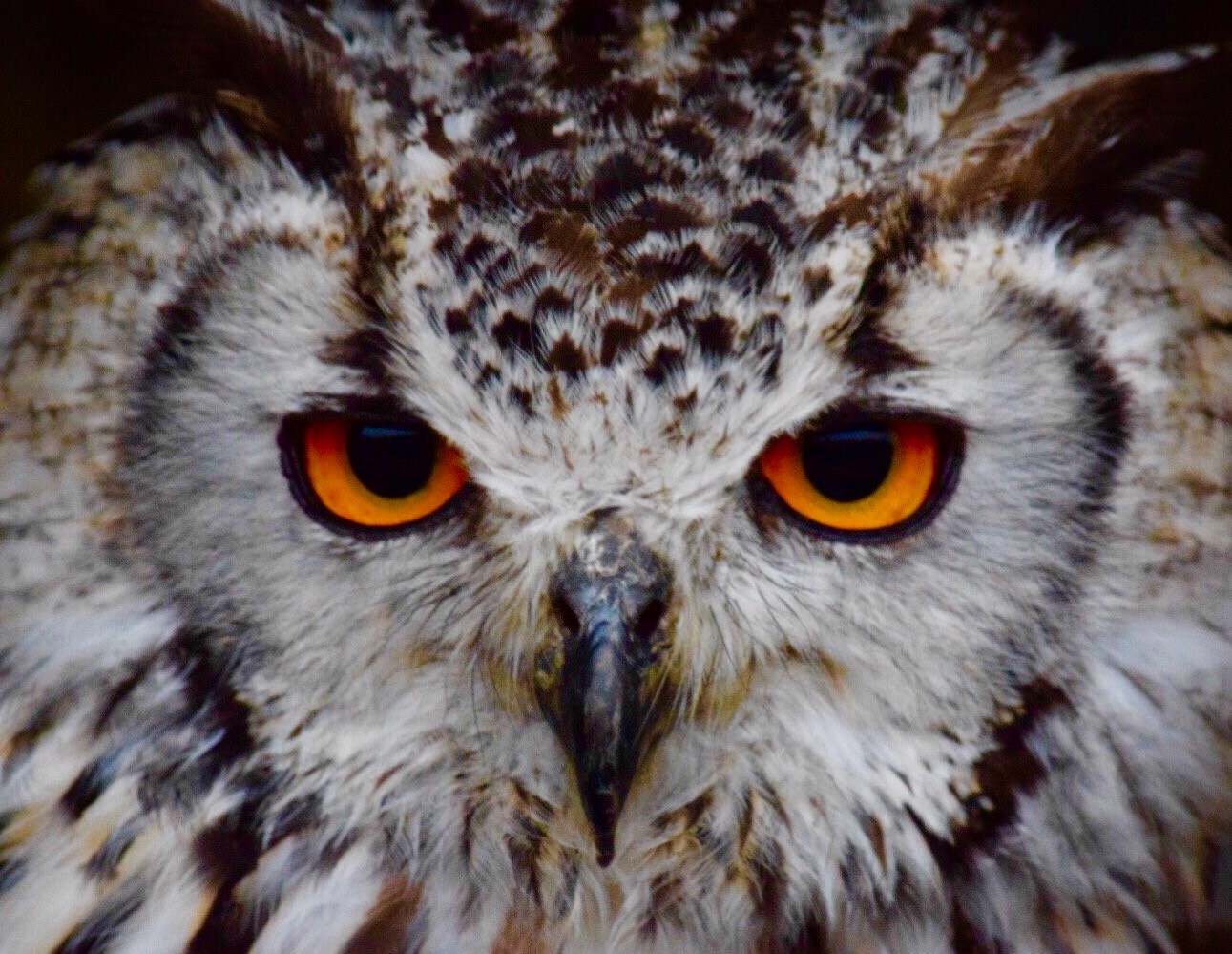 orange eyed owl