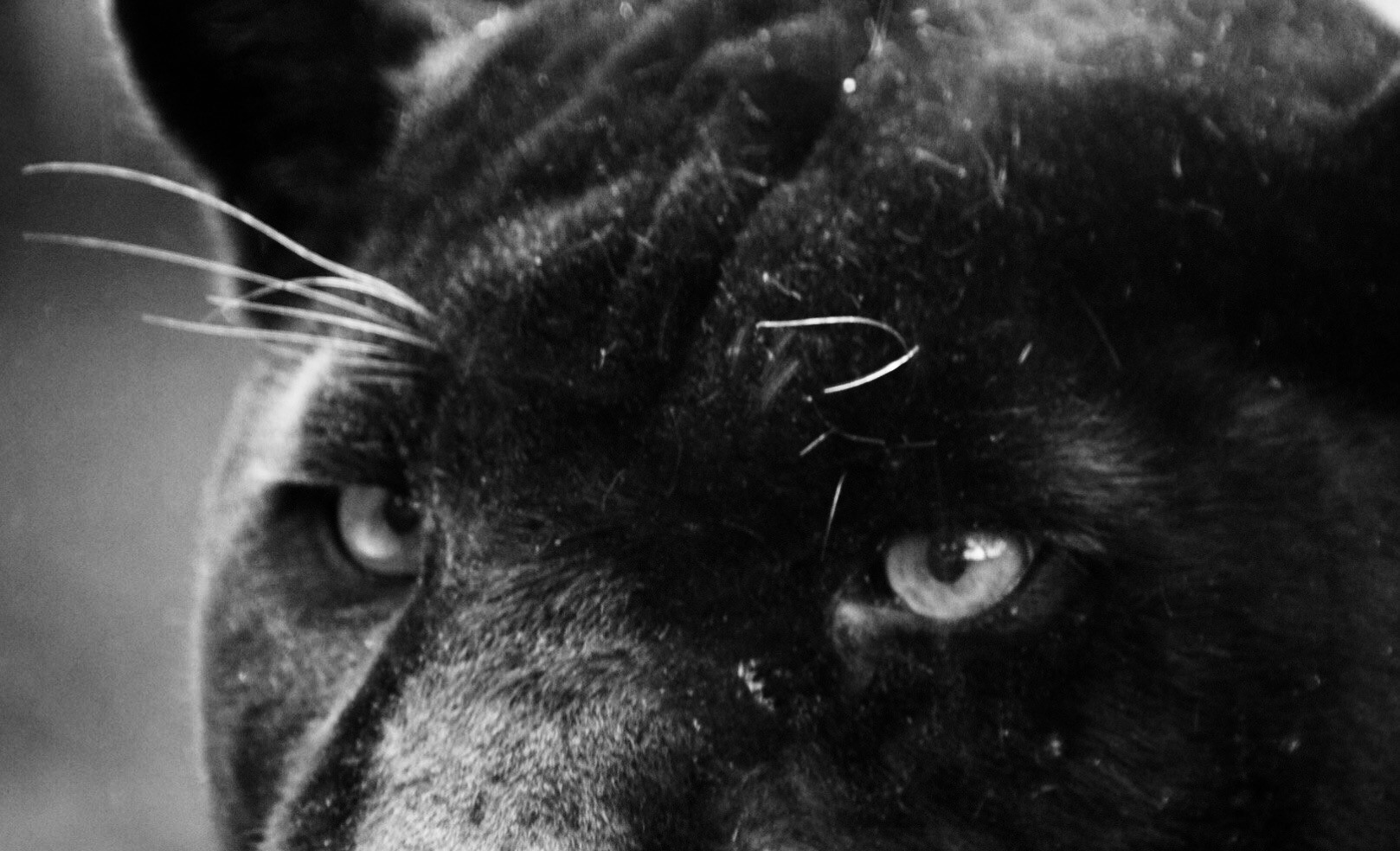 panthers eyes
