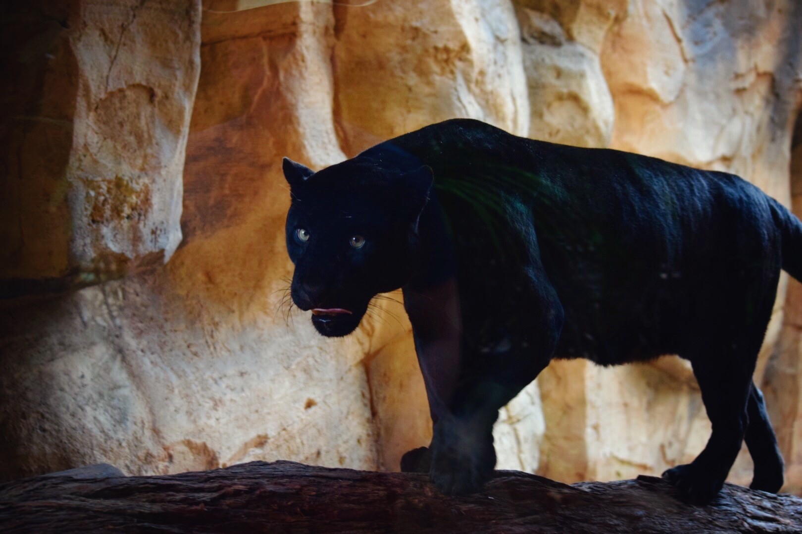 Panther