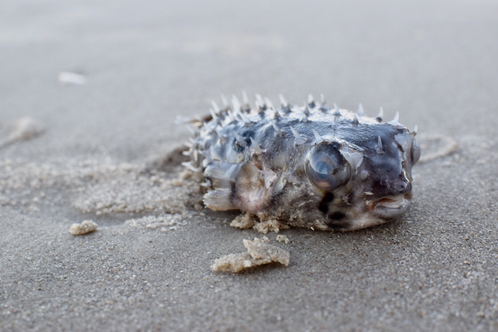 puffa fish