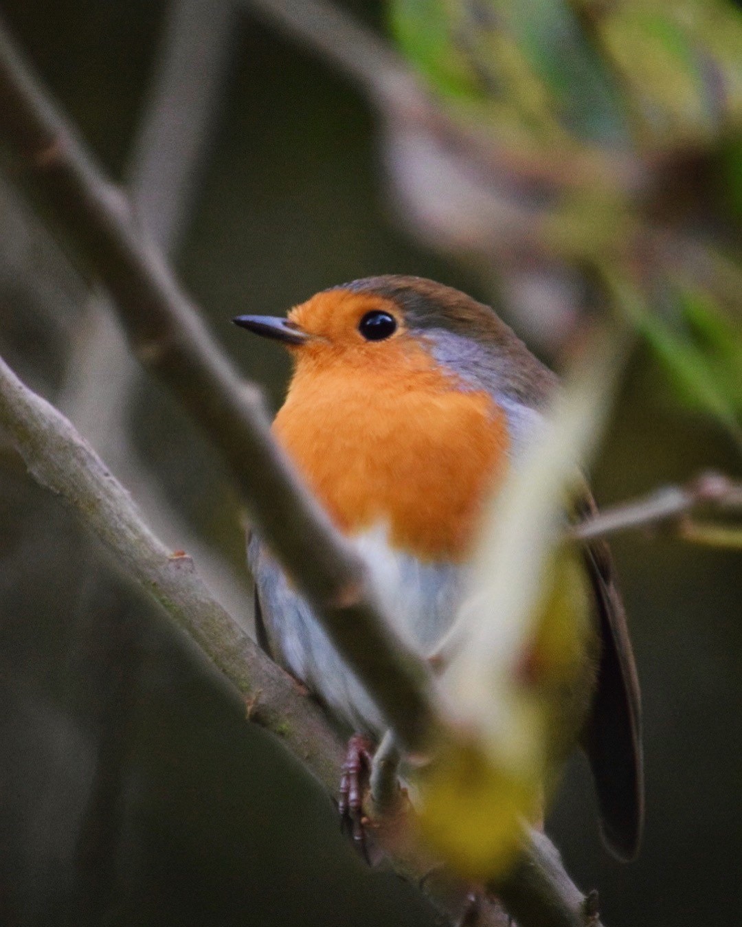 robin