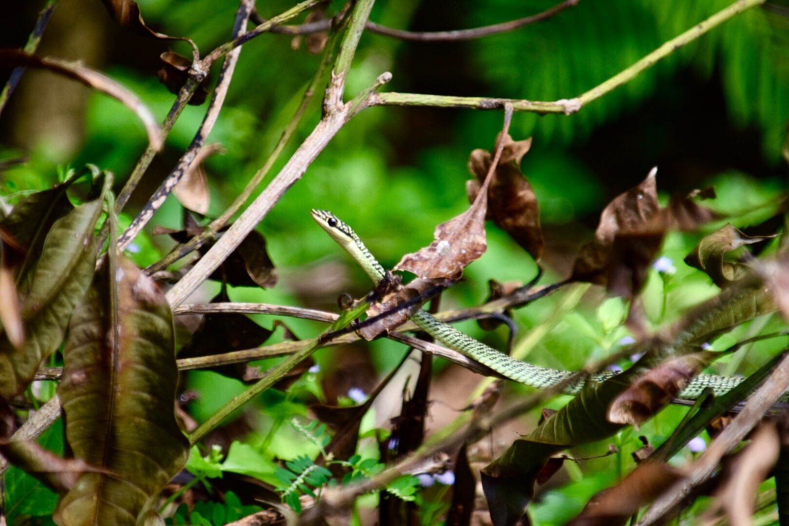thai snake