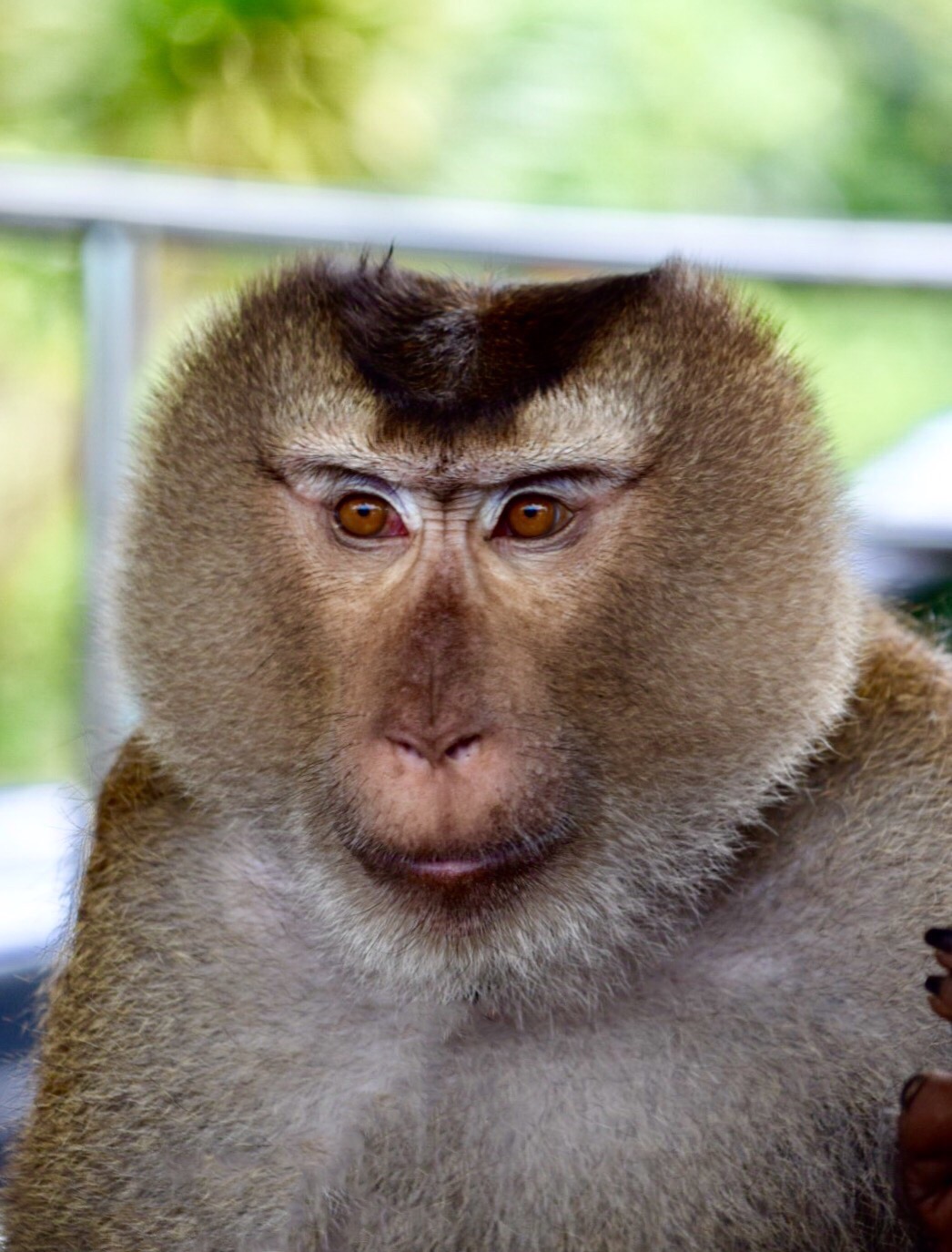 thai monkey