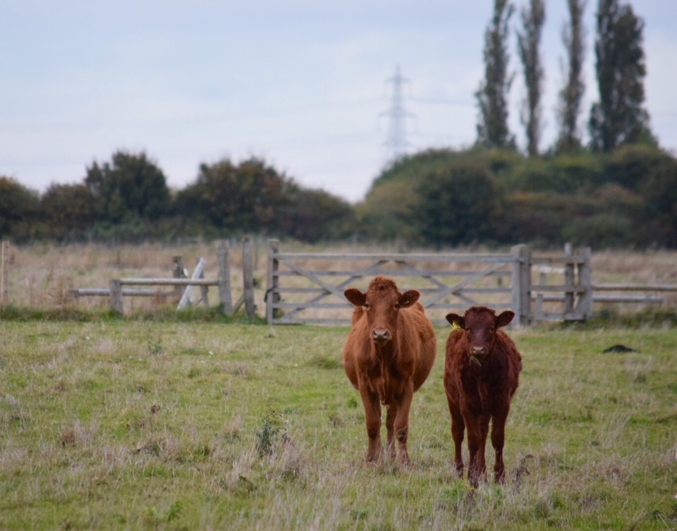 two cows