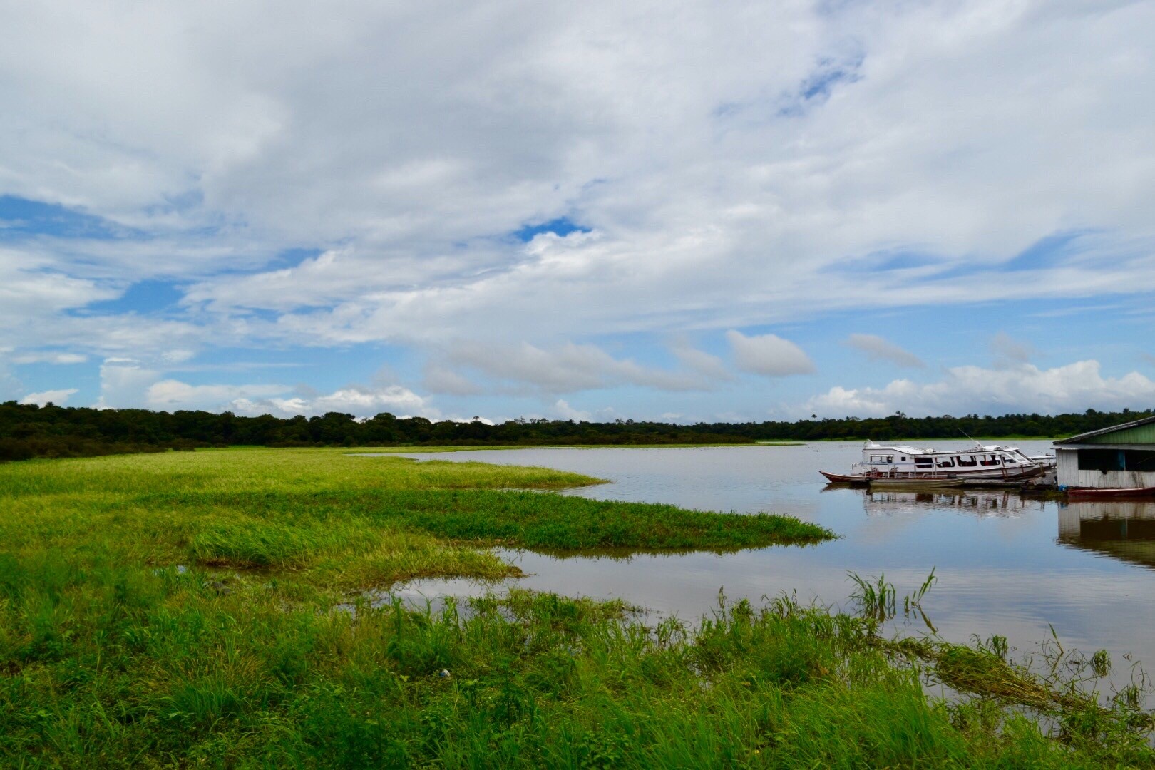 amazonian swamp