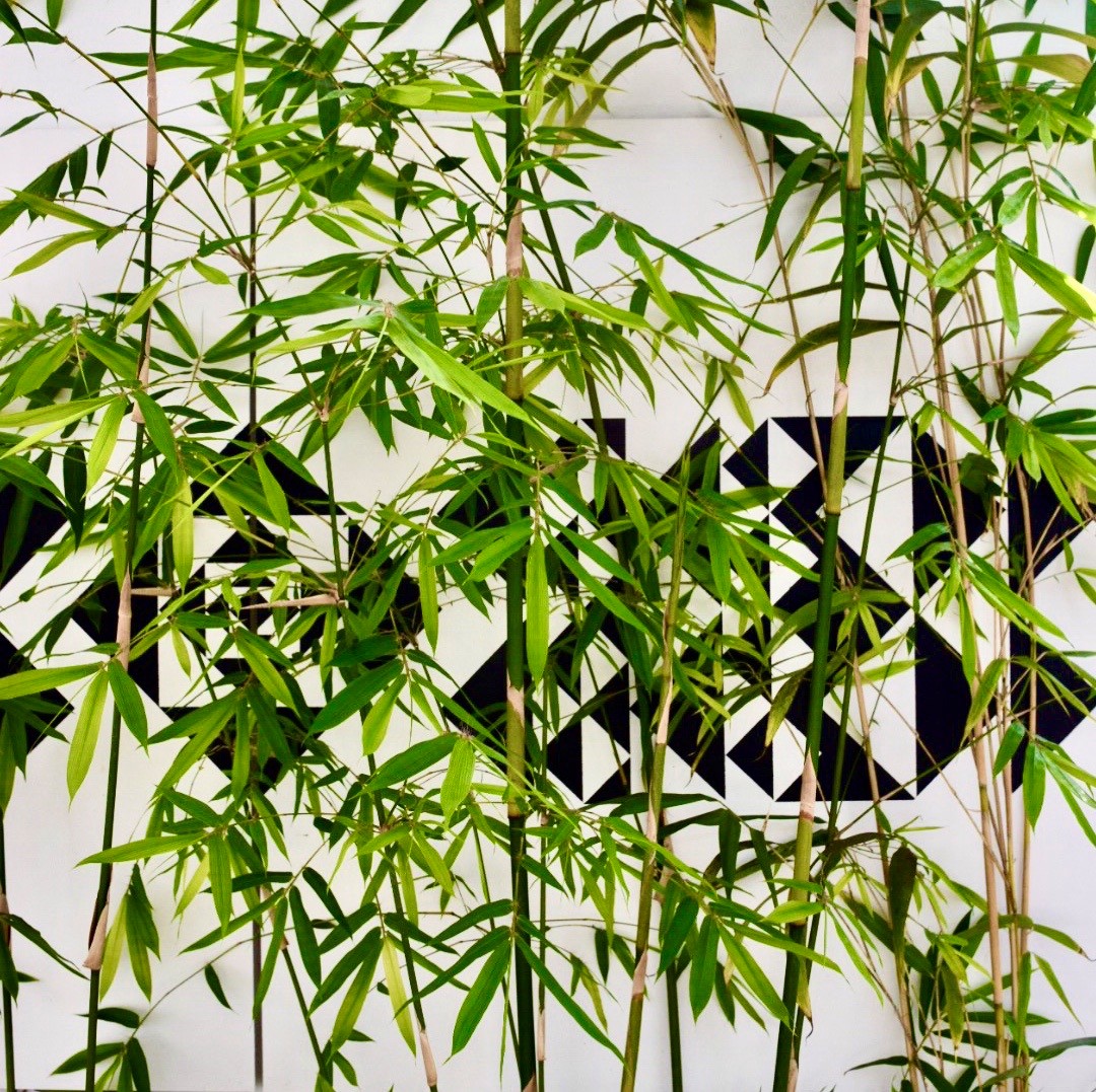 bamboo