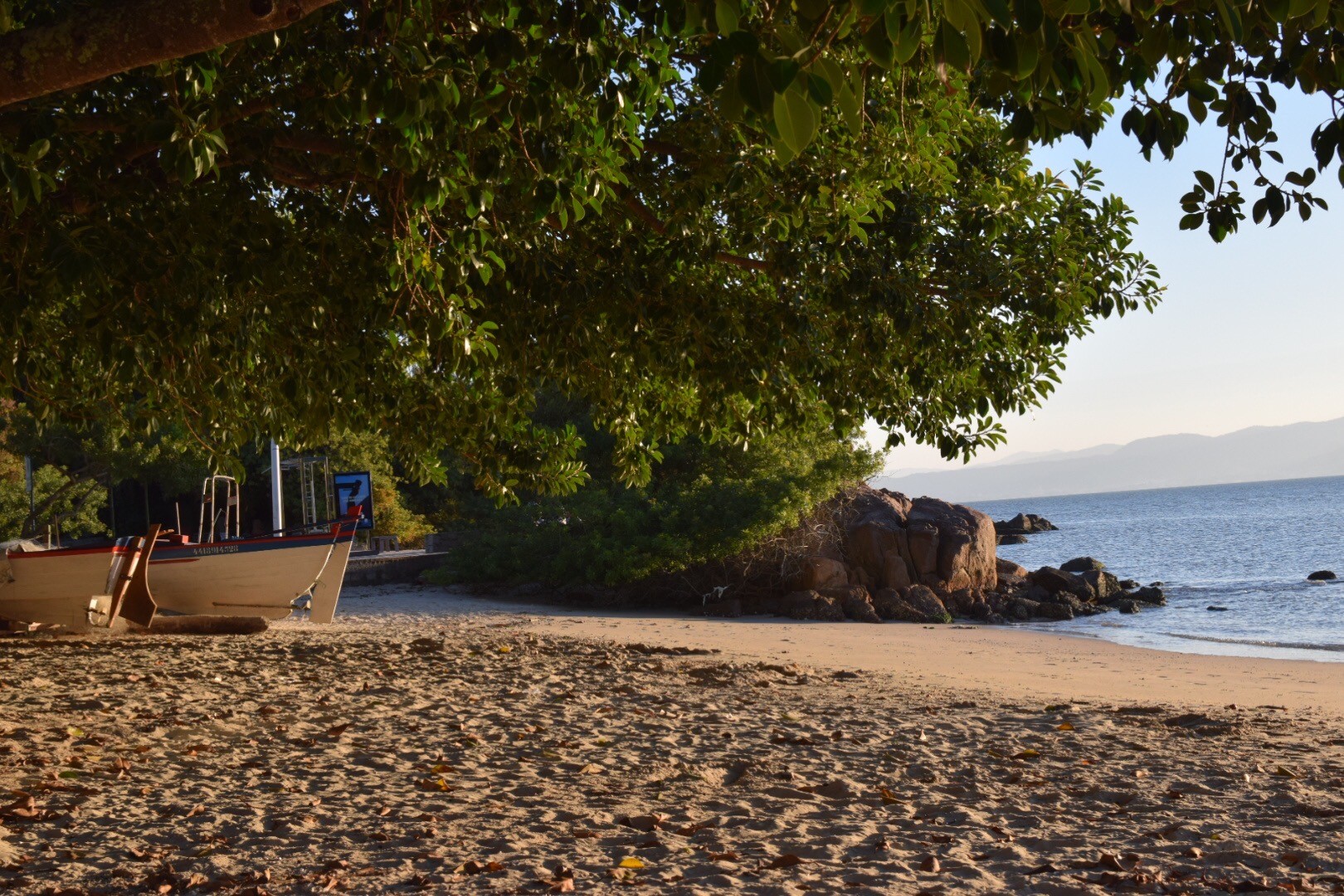 beach with trees