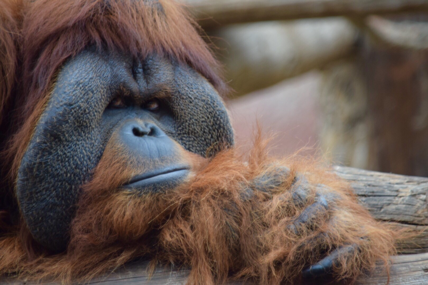 big monkey