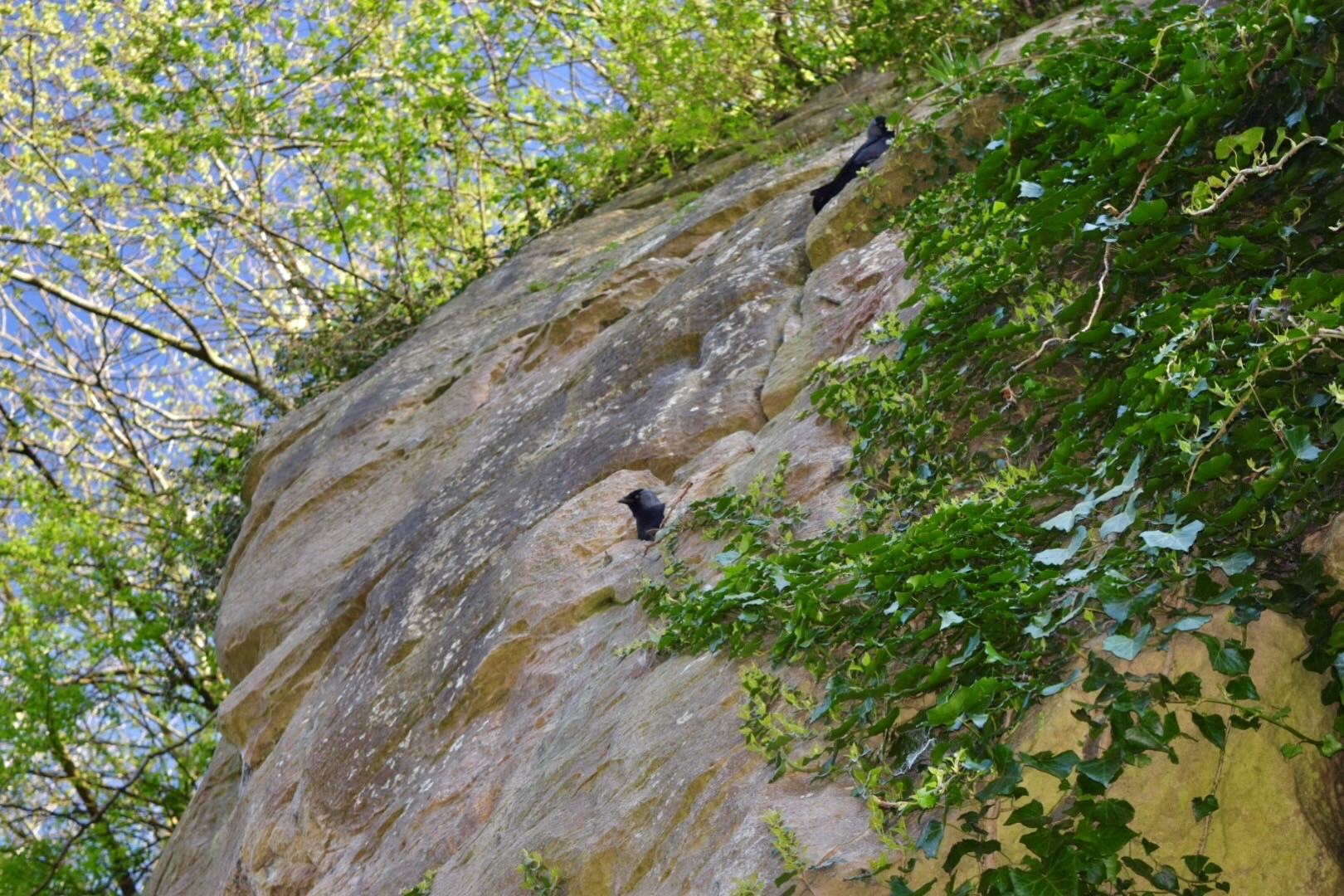 bird in rock