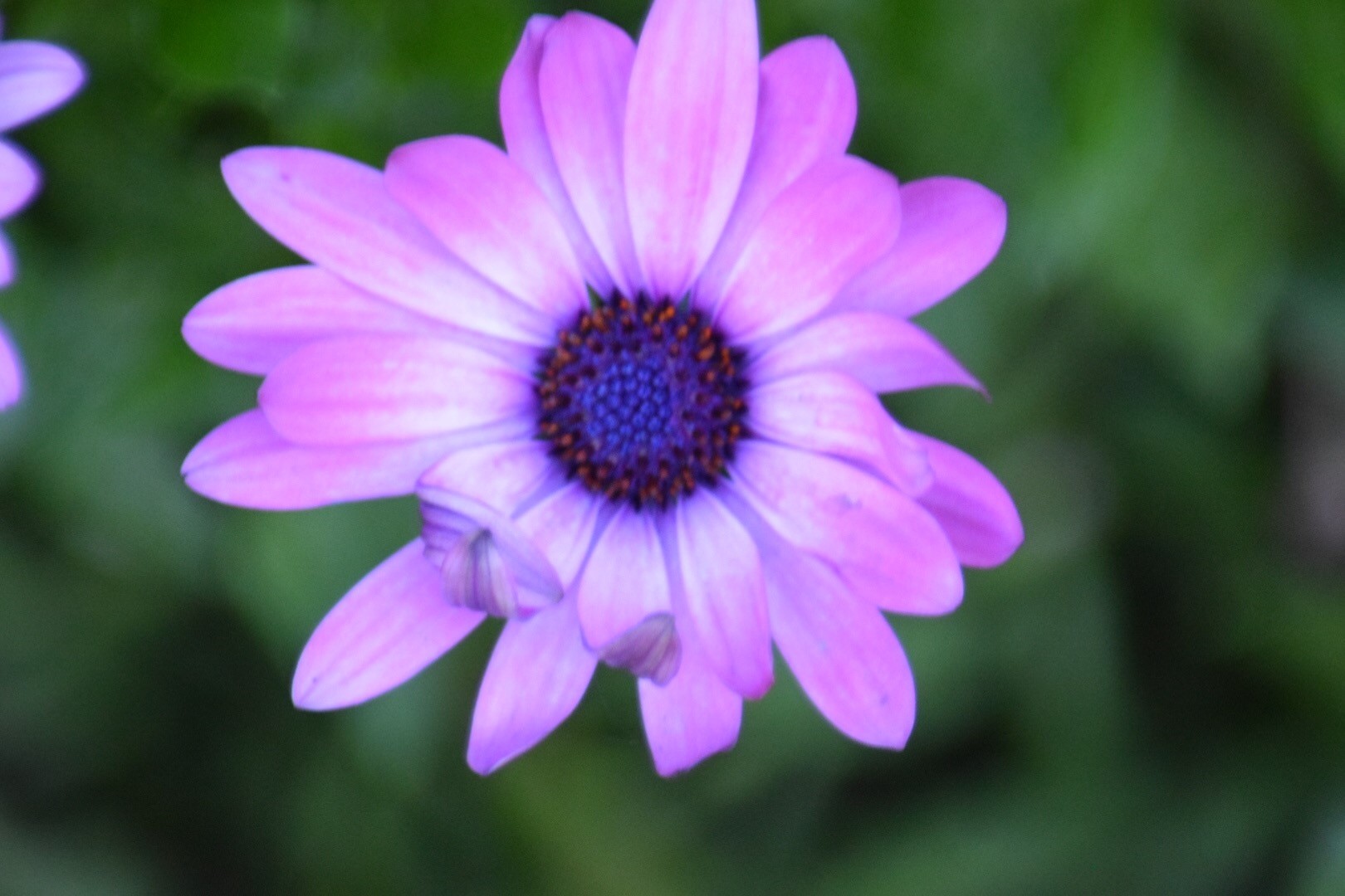 purple flower