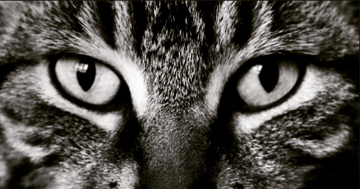 cats eyes