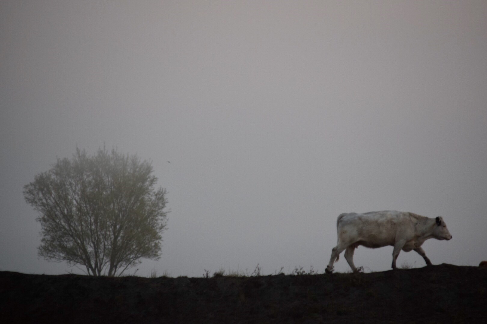 cow in mist