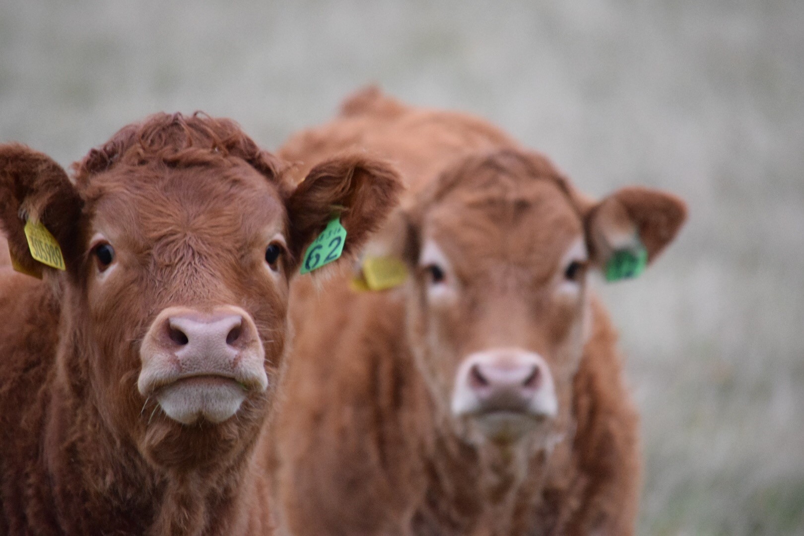 more cows