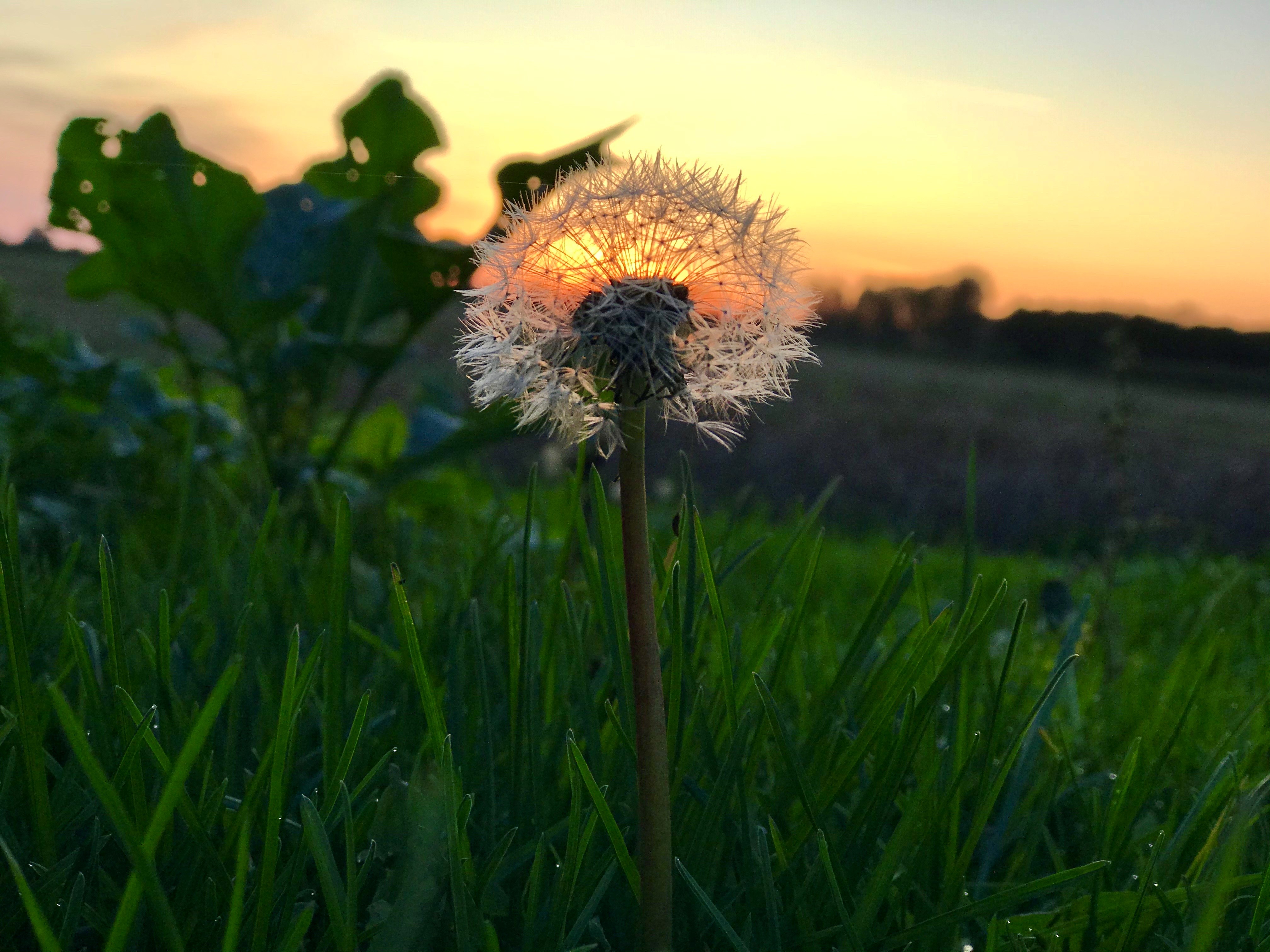 dandelion