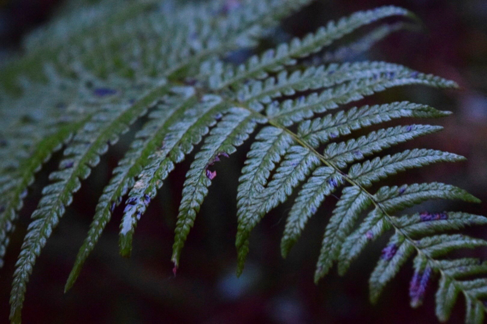 fern