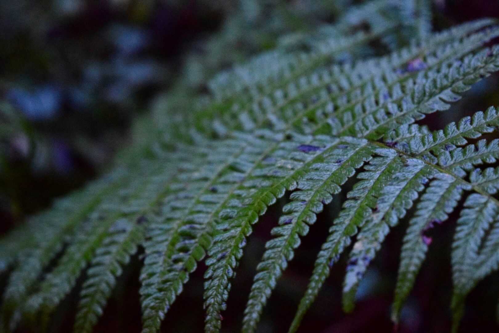 nice fern