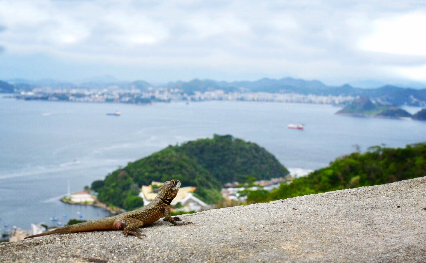 lizard