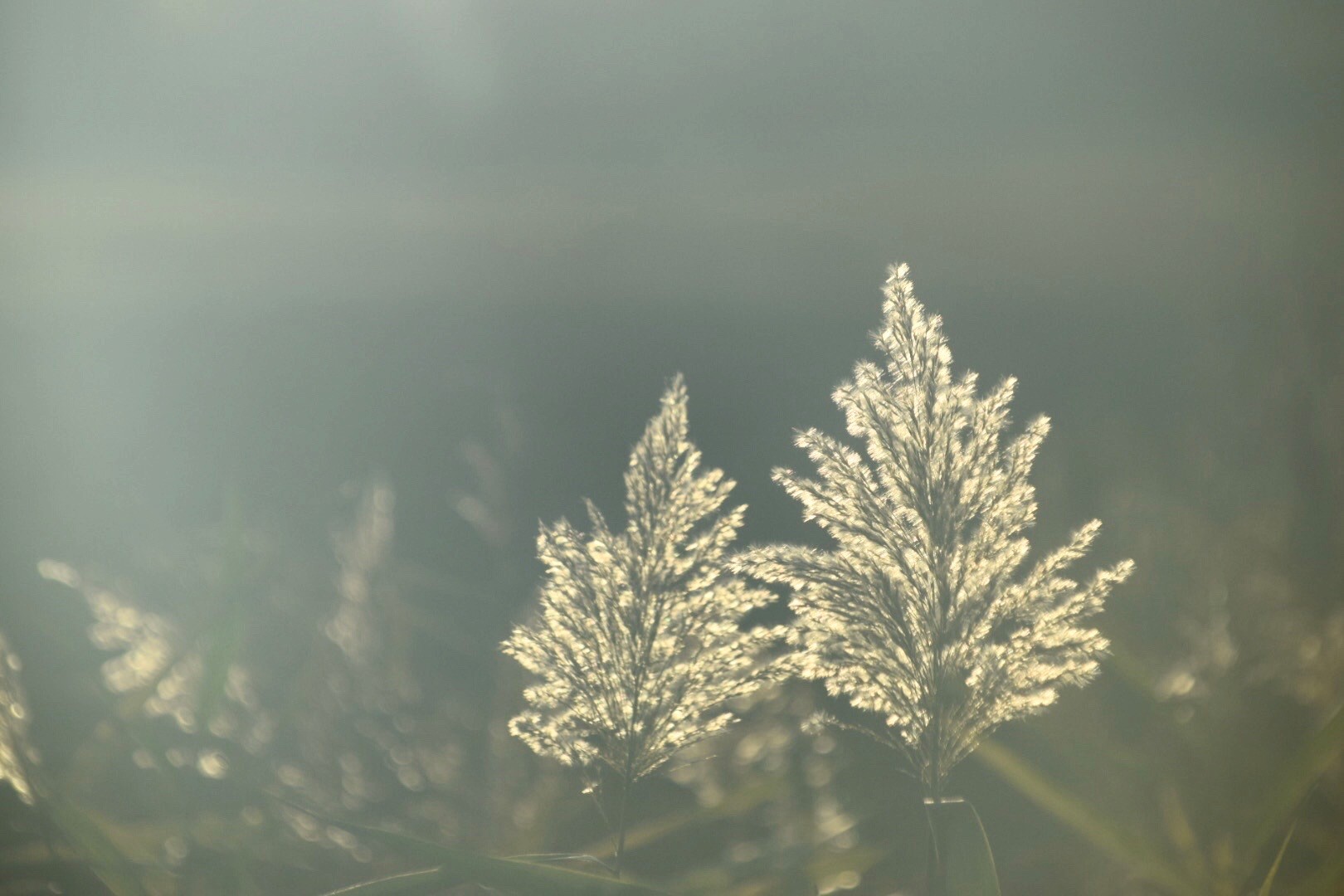 fluffy plants