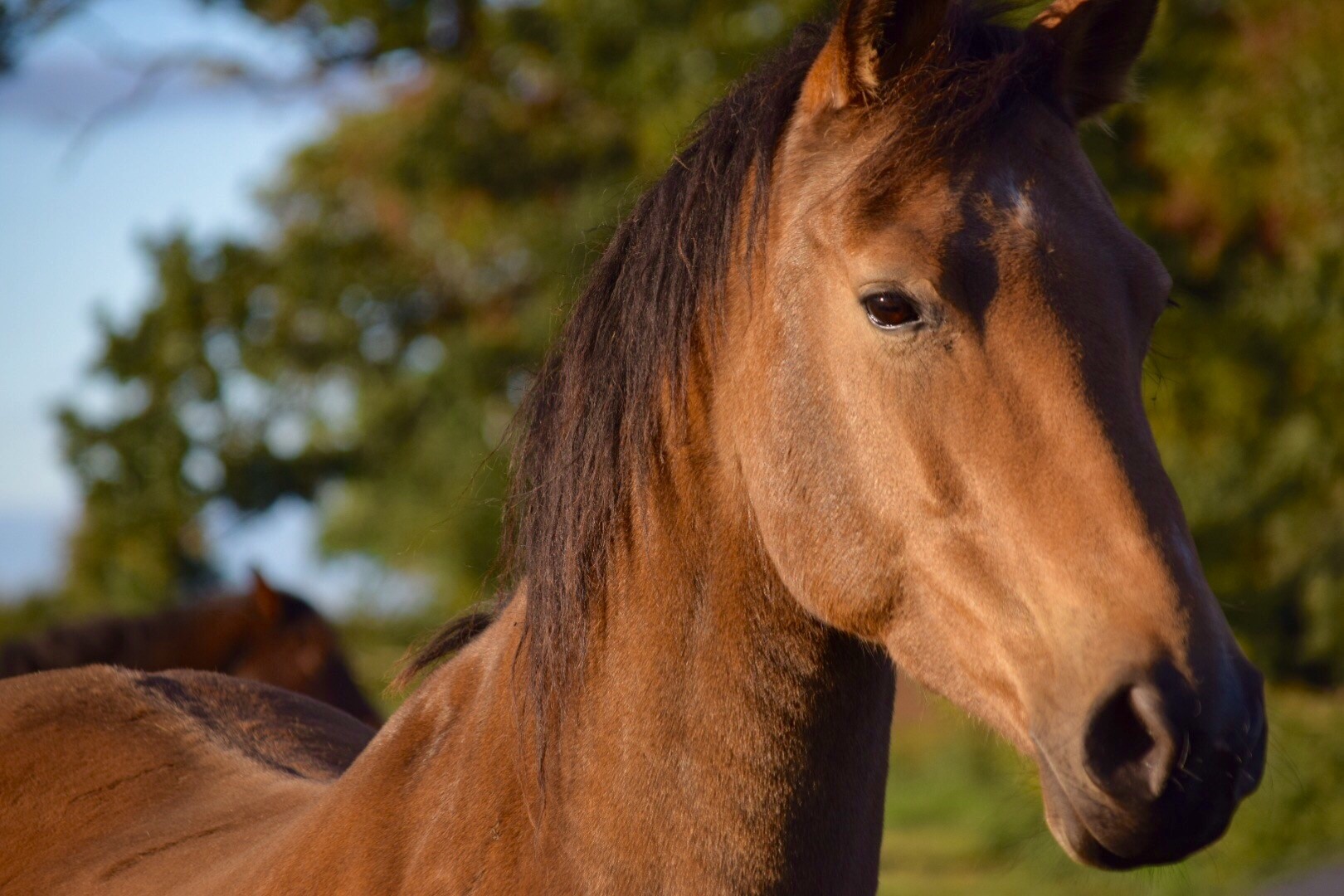 horse