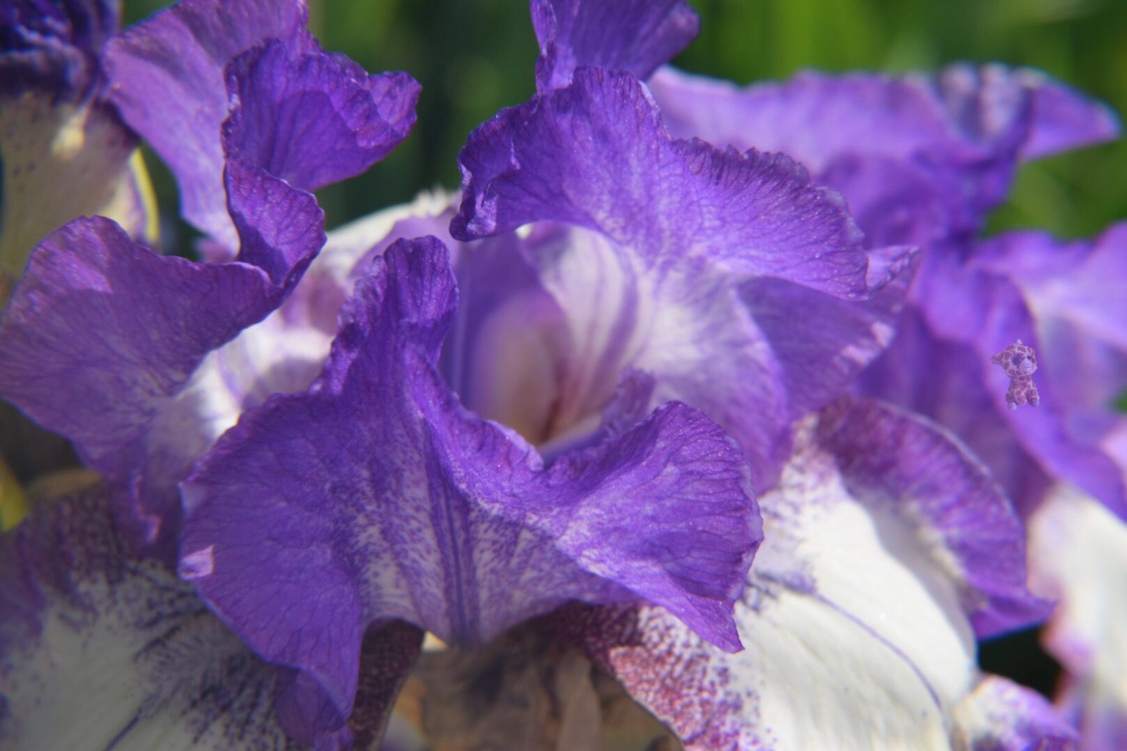 iris