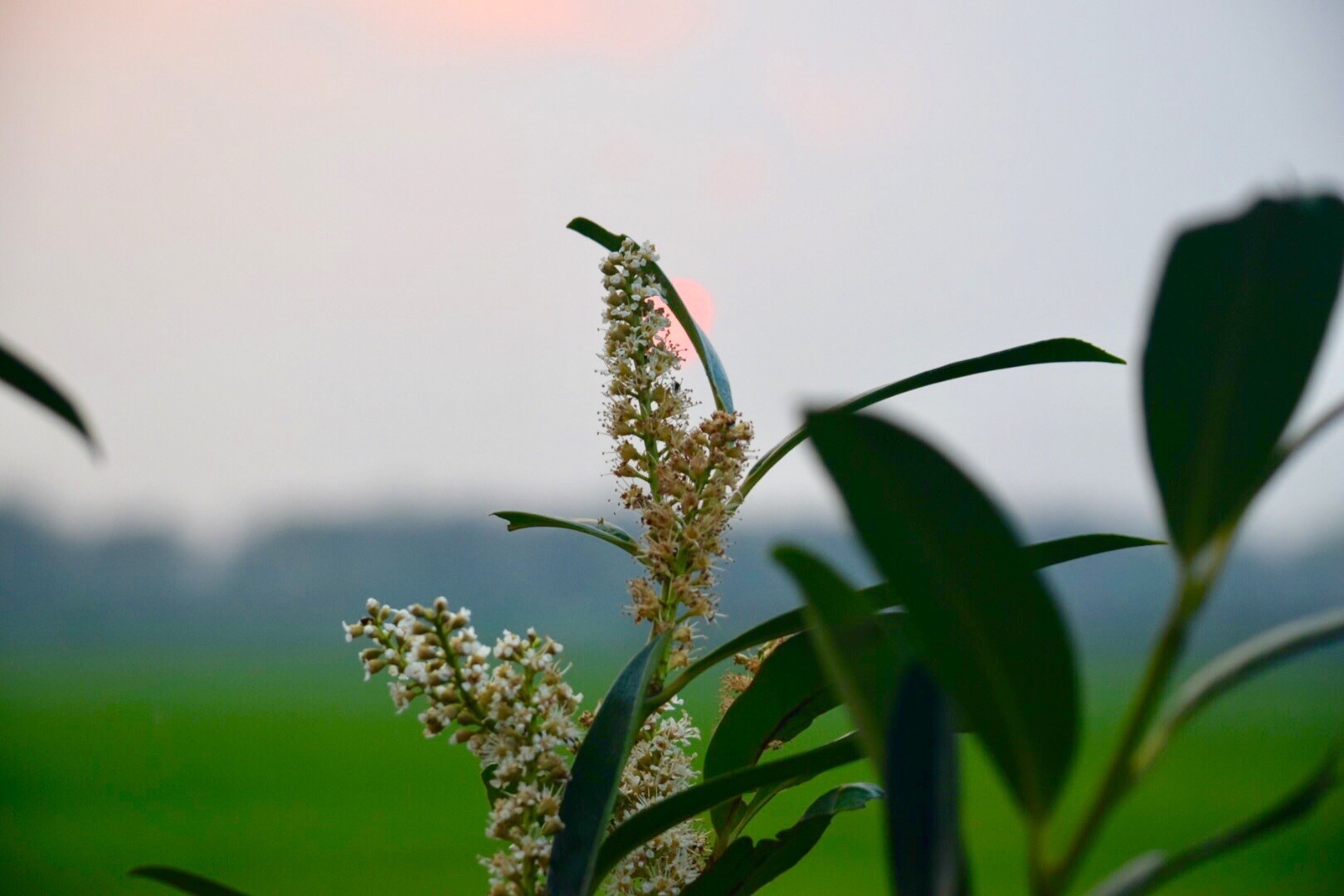 laurels