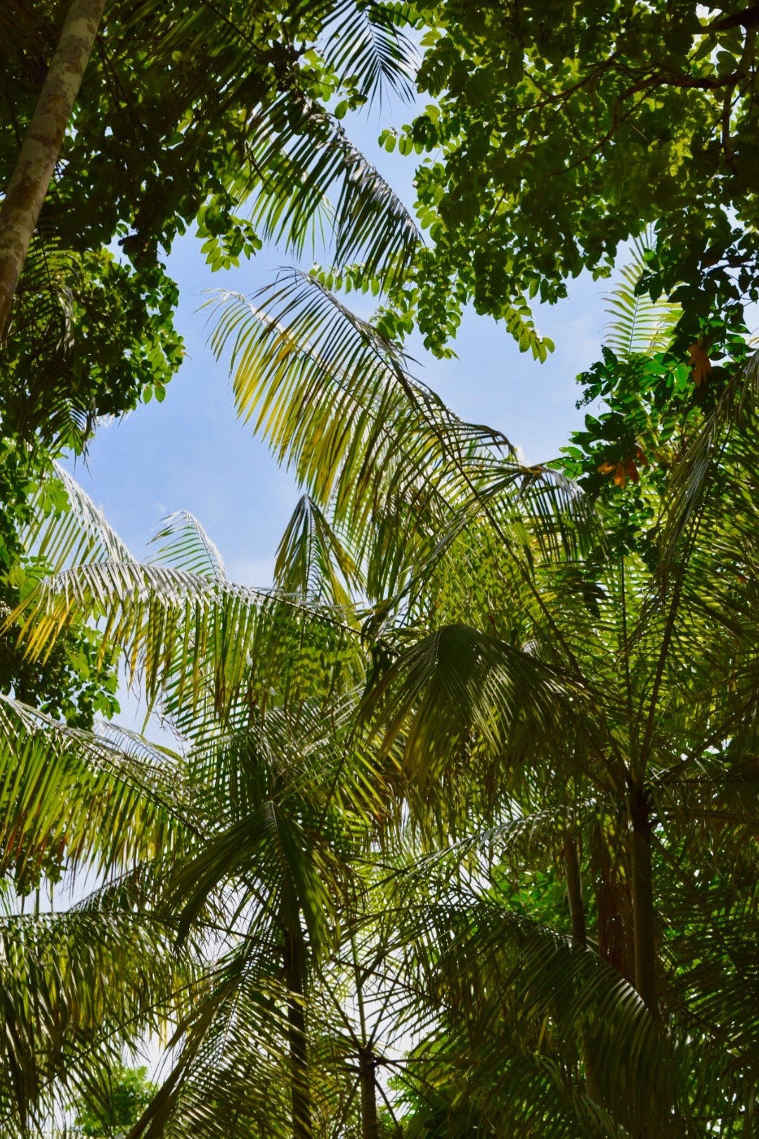 rainforest