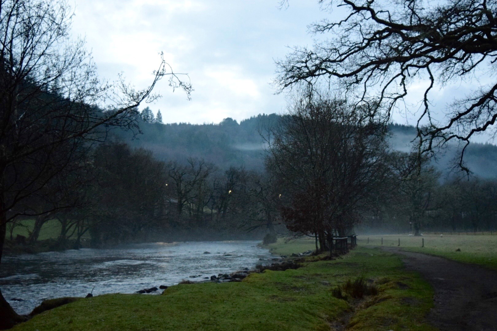 mist in woods