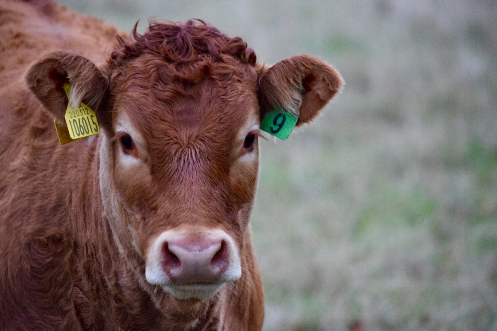 moody cow