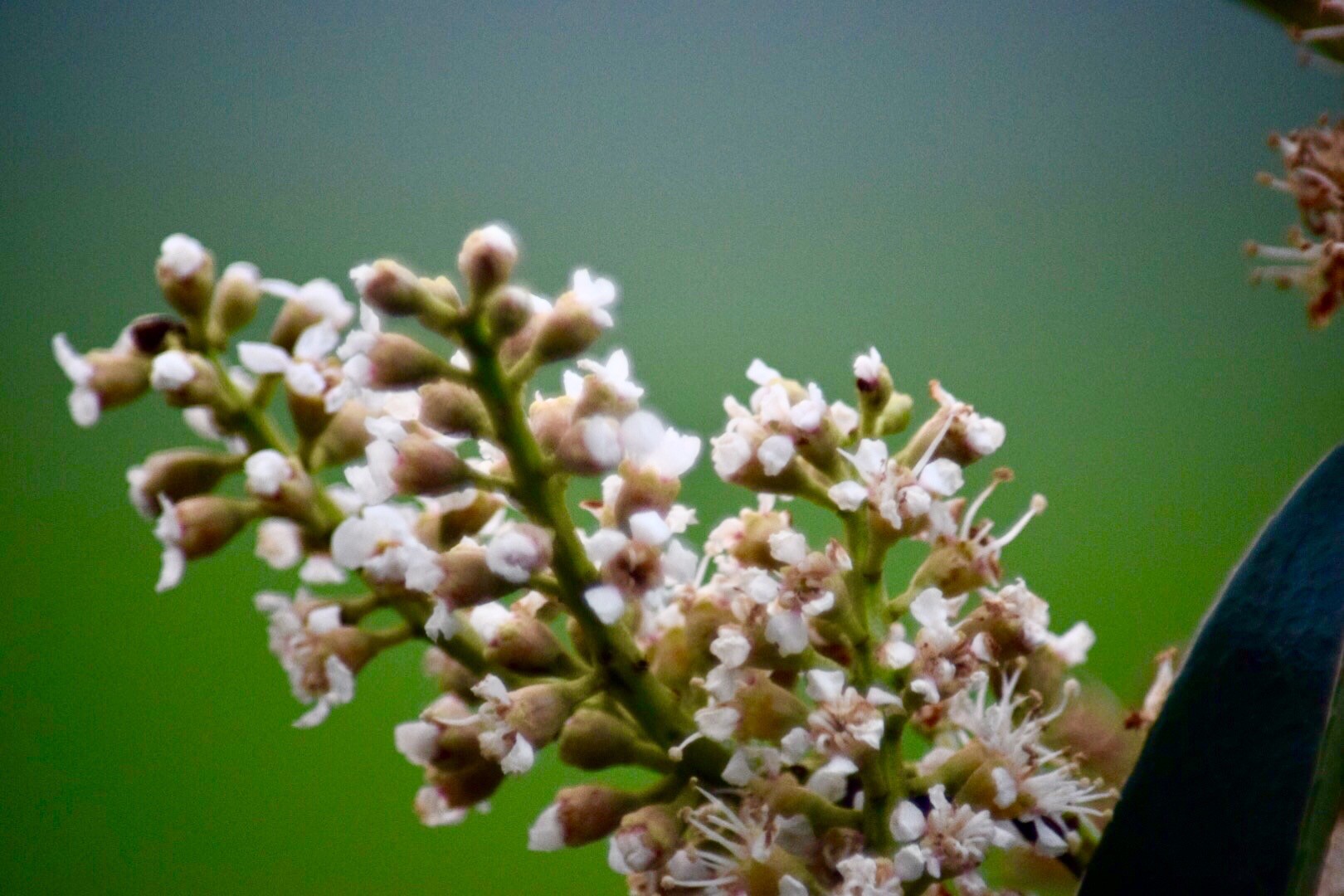 plant buds