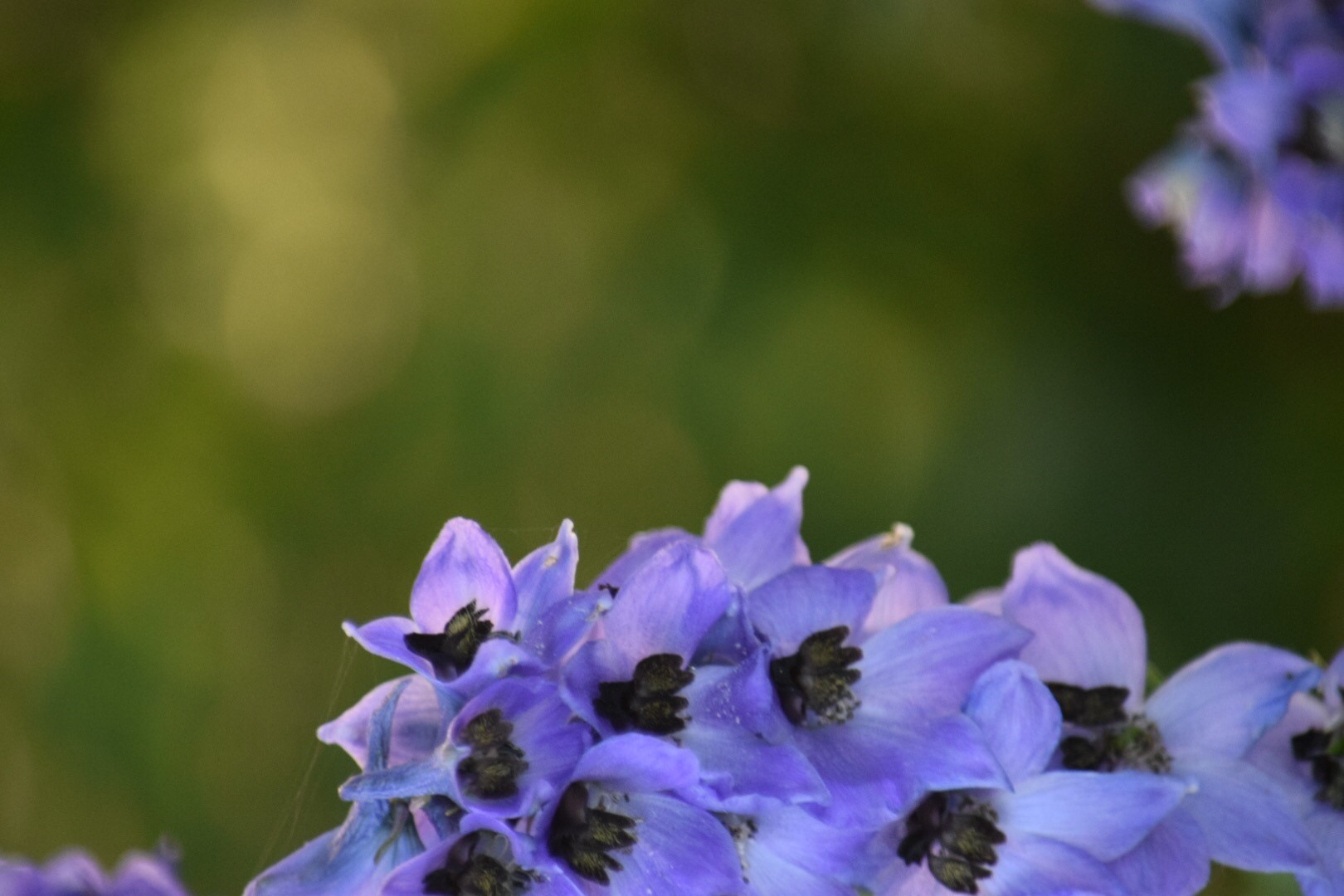 purple flowers