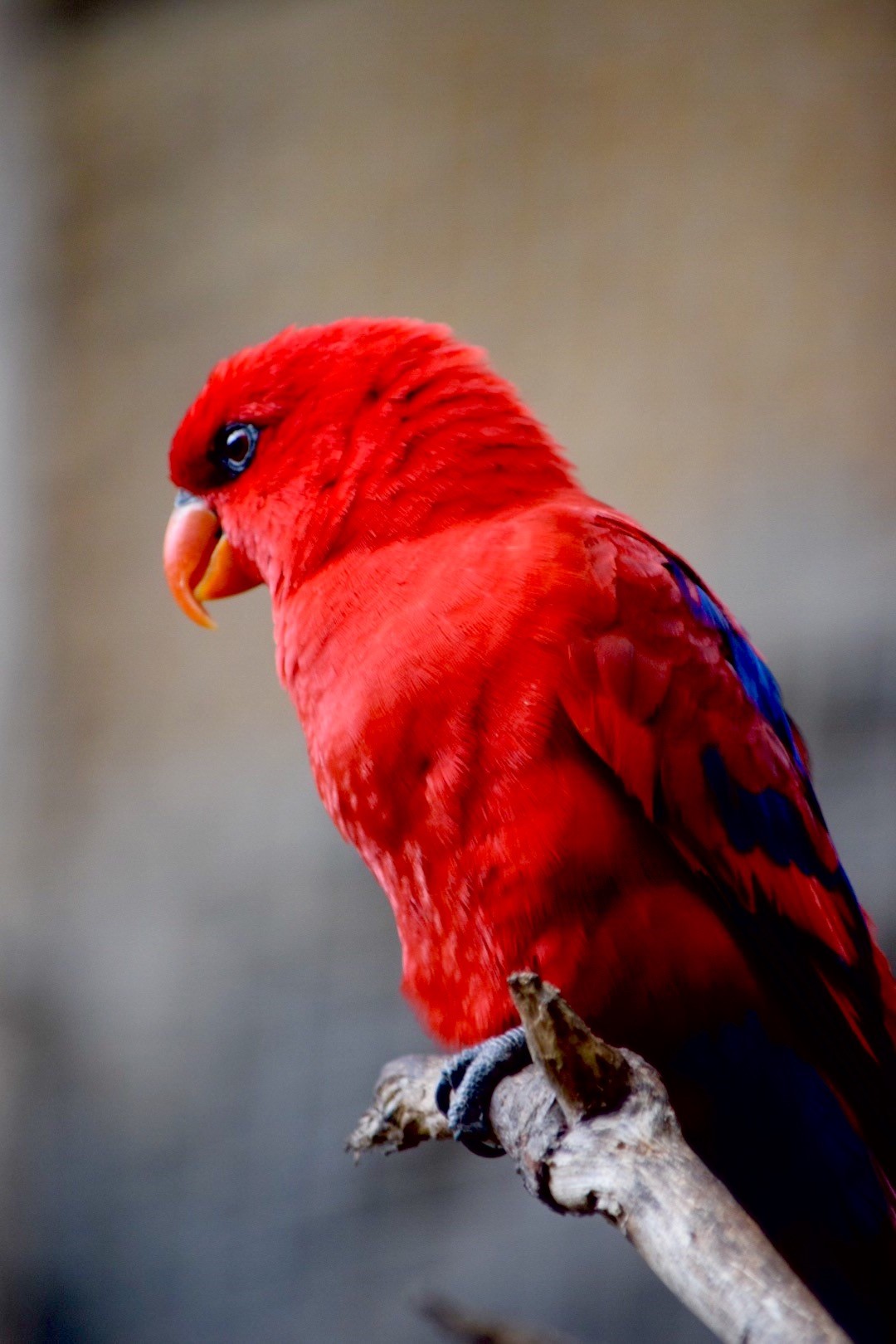 red bird